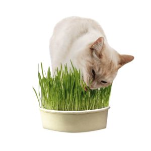 Hierba Comestible